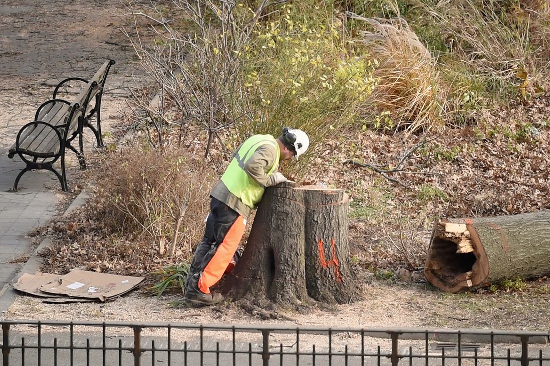 A worker examining a tree he had toppled earlier in the day, in the southern section of East River Park.